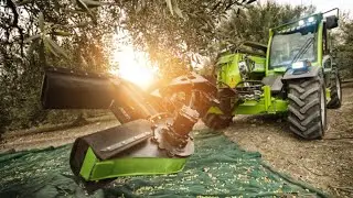 Impressive Olive Tree Shaking  and Harvesting  - Olive Farm and  olive collecting  Processing