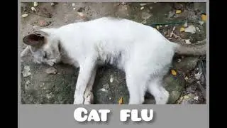 Feline panleukopenia&nbsp;| Cat flu symptoms|Soulvet