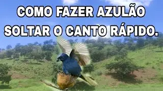 COMO FAZER AZUL&Atilde;O SOLTAR O CANTO RAPIDO.