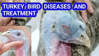 Turkey birds diseases and treatment||nazla khansi ka fauran ilaa||eyes ka ilaaj||coryza