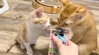 食いしん坊子猫のおやつTime＆プルプルの肉球【花男兄妹＆ミドくん日記】Snack time for kittens.