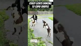 Crazy Goats Dancing To Cupid Shuffle #goats #goat #babygoats #farmlife #dancetrend #funny #pets