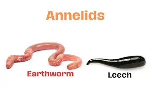 Earthworm, Leech | Annelids | Segmented invertebrates | #science #earthworm #leeches #class7science