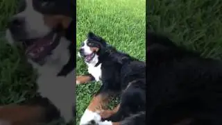 Crazy Allie the Bernese Mountain Dog. 4-21-17