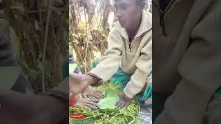 ପାନପତ୍ର ତୋଳିବା ପ୍ରକ୍ରିୟା Betel Leaf @MuEntertainer #viral #ytshorts #odialanguage #religion