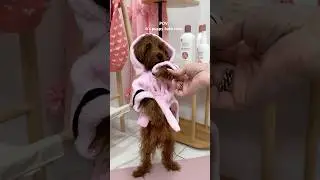it&rsquo;s Tia&rsquo;s bath time! #bath #bathtime #dog #poodle #asmrsounds #shorts