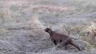 Pointer Jackie - výstavování , postupování a klid před divokou pernatou v praxi.