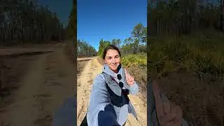 Come walk 3.5 miles on the Eastern Lake Trail in Point Washington Forest! 🌳 #forestwalk #30a