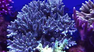 Amazing sps corals polyps extension