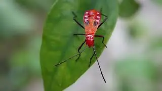 A Close-Up World, The Stunning Red Cotton Stainer Bug