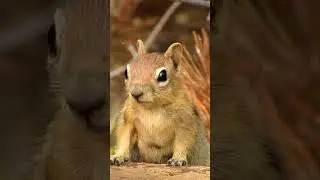 A Day in the Life of a Squirrel - Loving Life in the Human-Dominated World #shorts
