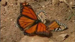 Monarch butterflies mating.