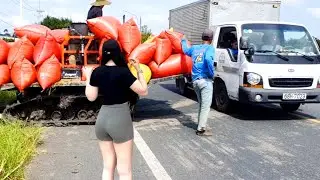 Máy kéo lúa gặp cảnh này. Tài xế chạy rung tay chân