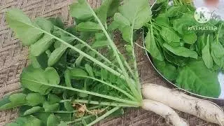 #Vegetables harvesting #Winter vegetables #Kitchen garden #Organic veggies #Happy New Year to All 🥬🍅