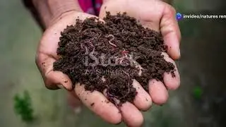 3 Ingredients to Fix Any Soil (The Lazy Way)