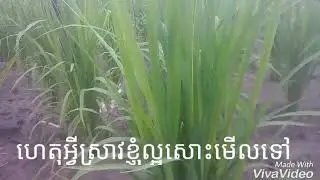 kpuih thwelve
