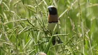 Chestnut-breasted Mannikins feeding on grass seeds.