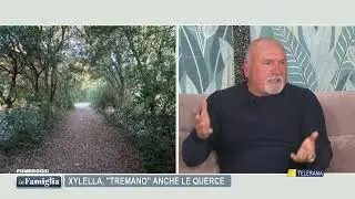 POMERIGGIO IN FAMIGLIA - XYLELLA, ''TREMANO'' ANCHE LE QUERCE