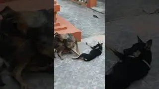 Lovely Poor Dog Family 🐶🐕 Puppy and Mother #pets #dogs #Short
