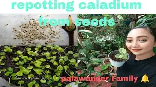 Repotting my (GFS) caladium or caladium from seeds.(yes may buto po amg caladium)
