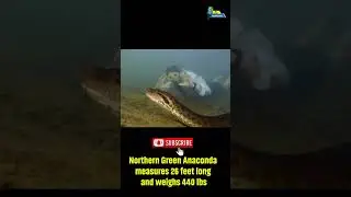 Northern Green Anaconda measures 26 feet long and weighs 440 lbs