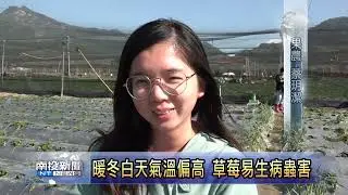 國姓暖冬草莓染病蟲害專家會勘 南投新聞