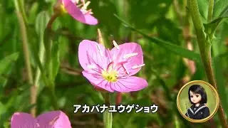 30秒の心象風景30873・早朝です～アカバナユウゲショウ～