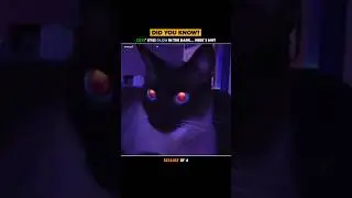 Why Cats Eyes Glow In The Dark 😱