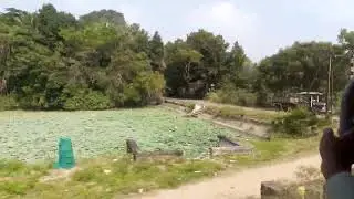 only rice growing in Tamil nadi in large scale