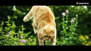 cat falling down