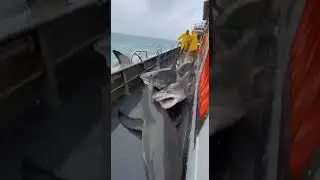 Wet Deck Nightmare&mdash;Sharks Thrashing Everywhere 🦈😨