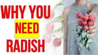 10 удивительных преимуществ редиса. Польза редиса для ВАС!