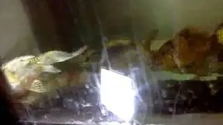Sick koi