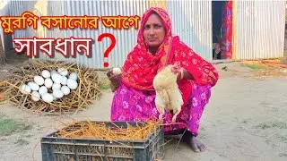 আপনি যদি মুরগি বাতে বসাতে চান তাহলে সাবধান হোন? || Digital Vlogs37 