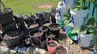 Free Garden Soil.  Composting In Place And Transplanting Rutabaga, With Little Buddy