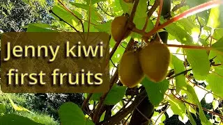 Jenny Kiwi Fruit, update from Summer to Fall