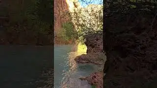 Havasu Creek adorned in vibrant fall colors #havasupai #shorts #havasucreek #supaiarizona #hiking