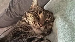 Family reunited with lost cat who was missing in desert for nearly a month