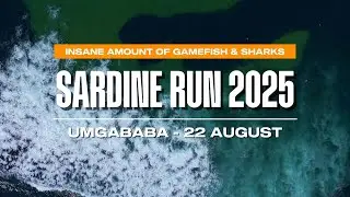 Sardine Run 2025 | Umgababa Beach | 22 August | Sharks & Game Fish Smash Sardine Shoal