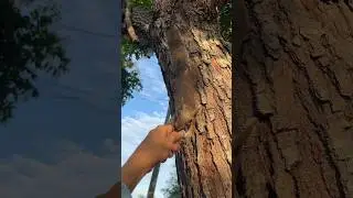 Feeding 3 Wild Squirrels Gets Crazy   #squirrel #feedingsquirrels #funny #cuteanimals