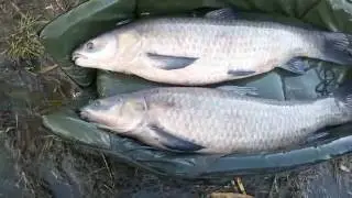 Черный амур. Дуплет 20,100 и 22,250 . Carpimperor.