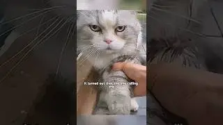 A stubborn cat!#shorts #shortvideo #funny #love #cute #youtubeshorts #funnypets #pets #cat #animal