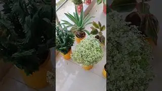 The color of the pot has changed.