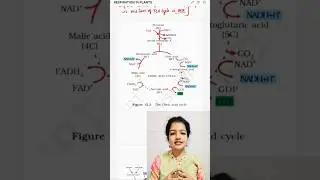 Kreb's Cycle/Citric Acid Cycle #Class11 #NCERTbiology #NEETpreparation @crackNEETBiologyy