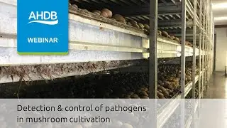 Detection and control of pathogens causing blotch and green mould in mushroom cultivation