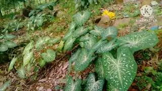 caladium hunting Malayalam video