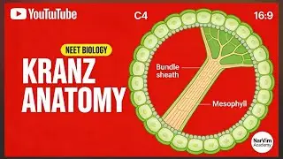 Kranz anatomy #neet #biology #science #pw #aiims #cuet #viral #vlog #allen #chemistry #plants #media