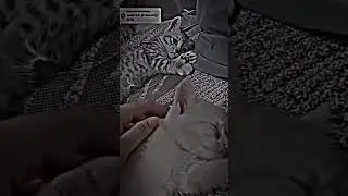 Little Cat Feel So Sad When Owner Ignore Him 🥺💔😿