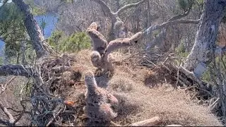 Keep your head down, I am Boss here | Kisatchie National Forest | Mar 2, 2025