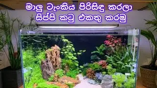 මාලු ටැංකිය පිරිසිඳු කරලා සිප්පි කටු එකතු කරමු.👌👌